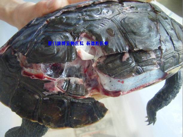 巴西龟坠楼背甲修复术